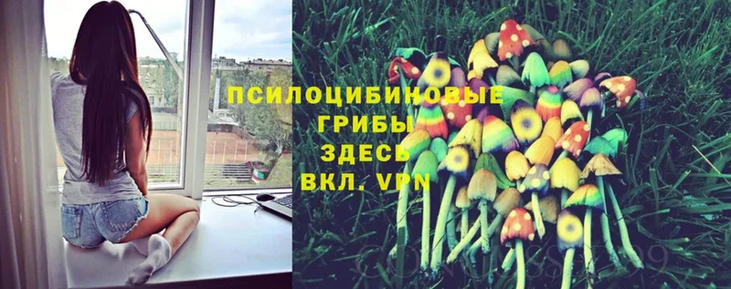 Галлюциногенные грибы Psilocybine cubensis  Чехов 